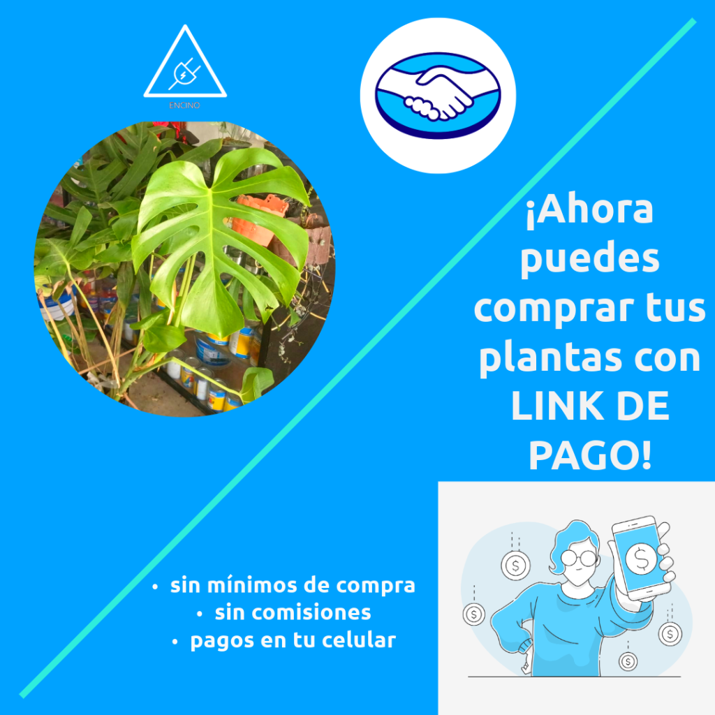 Ya puedes pagar tus plantas con Link de Pago